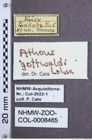 Etikette zu Athous (Orthathous) gottwaldi (Lohse, 1978) (NHMW-ZOO-COL-0008465)